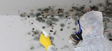 Mold Removal