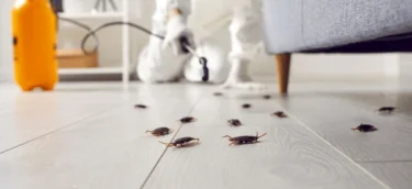 Cockroach Pest Control