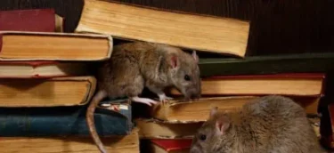 Rodent and Rat Exterminator Services